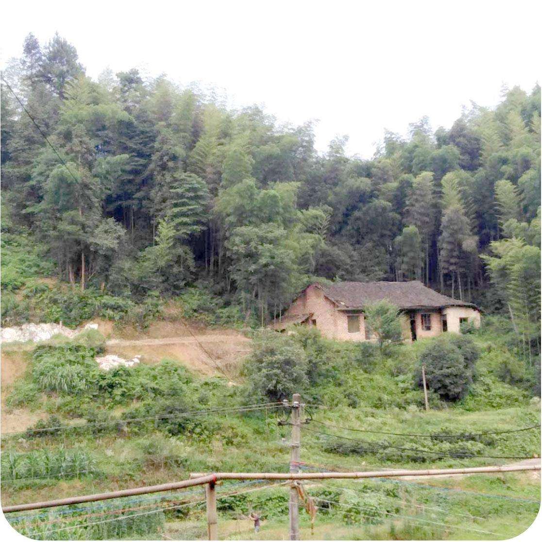 湖南益阳养猪场项目